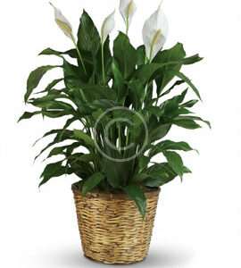 Simply Elegant Spathiphyllum