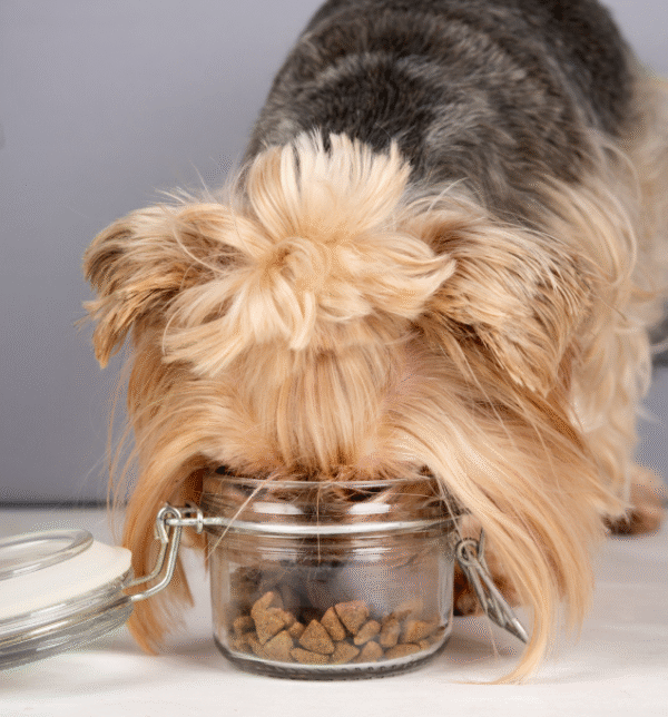 Pet-accessories - Image 2